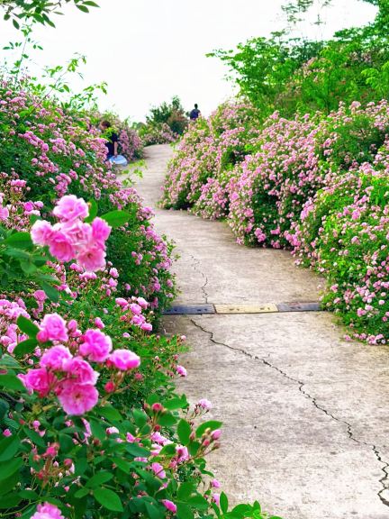 Pink roses ローズピンクの壁 重慶ローズガーデンの花は壁に 陸上トラック
