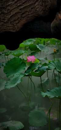北京盛夏的粉色秘境蓮花池公園太仙了!