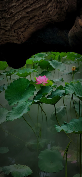 베이징 한여름의 분홍빛 비밀 정원 연화지 공원 너무 환상적이에요!