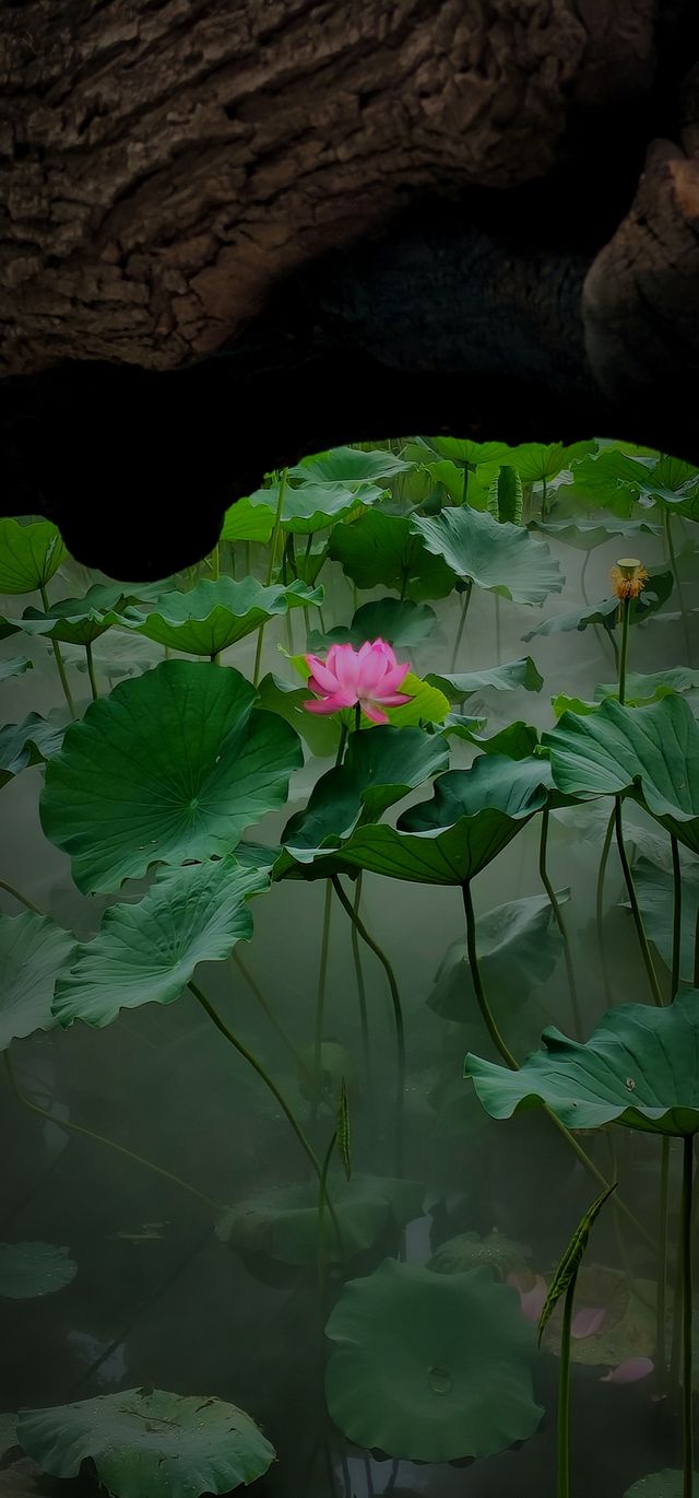 北京盛夏的粉色秘境蓮花池公園太仙了! 北京盛夏的粉色秘境蓮花池公園太仙了!
