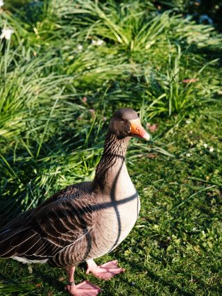 5-day UK travel guide to copy directly