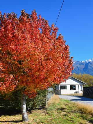 Ultimate 10-Day New Zealand Summer Vacation Guide