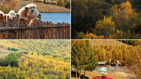 Can't keep it a secret anymore! The top-rated autumn foliage spot in the Beijing-Tianjin-Hebei region, known as the "Little Altay of Hebei" — traveler post in Fengning