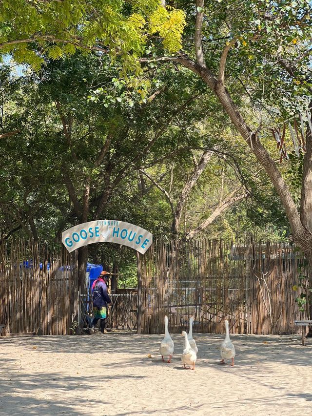 ‼️แชร์โลมา ถ่ายรูปกับน้องห่าน เจ้าหญิงแห่งหาดเทียน