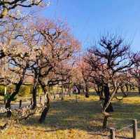 【大阪】梅の花見ならココ🏯大阪城梅林がオススメ