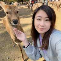 奈良餵鹿仔體驗