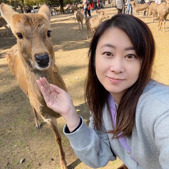 奈良餵鹿仔體驗