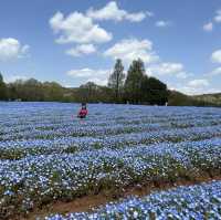 広島県　世羅　花夢の里
