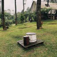 Orchid forest Cikole 