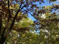 Entering Seoul forest