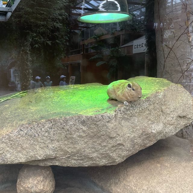 【動物全接觸】神戶動物王國🦚