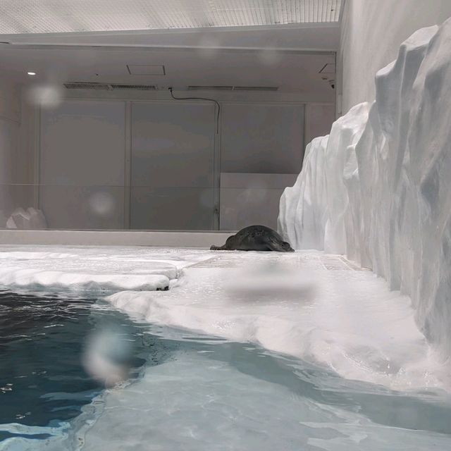 【ぜひ遊びに行って欲しい！】大阪最大の水族館