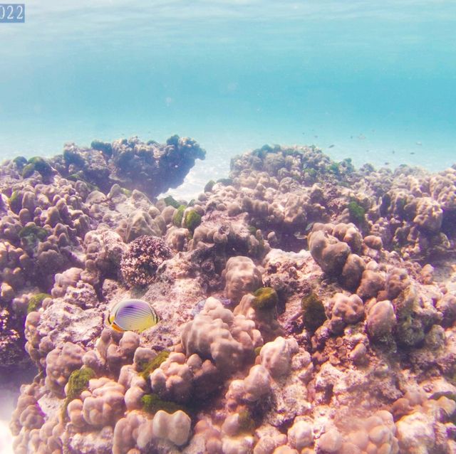 หาดเล็กๆปะการังสวยๆน้ำใสมาก ต้องเกาะราชาใหญ่