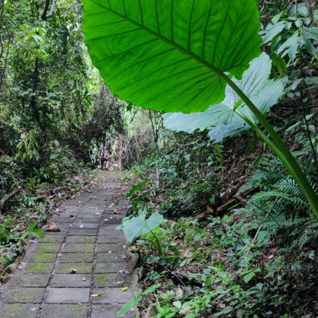 Ko Mu Untouched Pristine Forest 