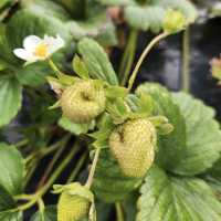 Rocky Creek Strawberry Farm