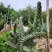 Jone's Garden 