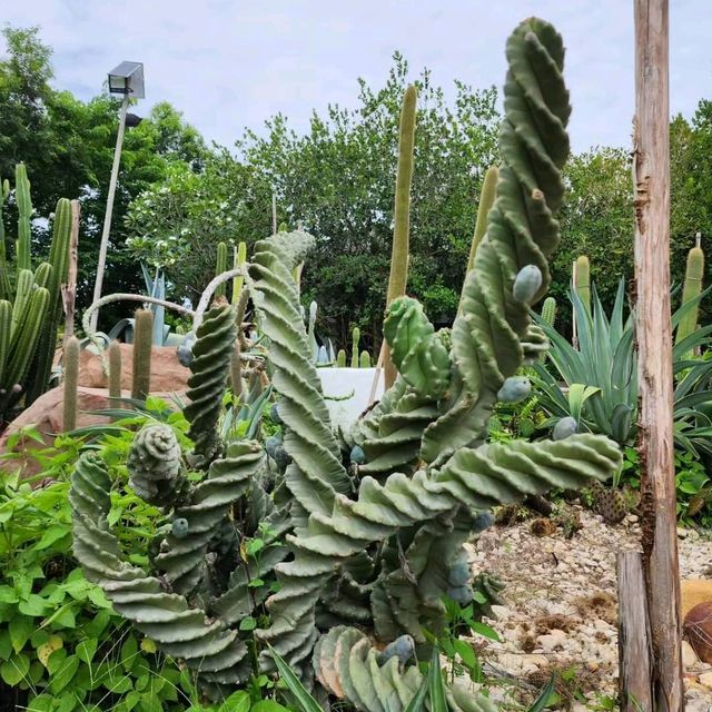Jone's Garden 