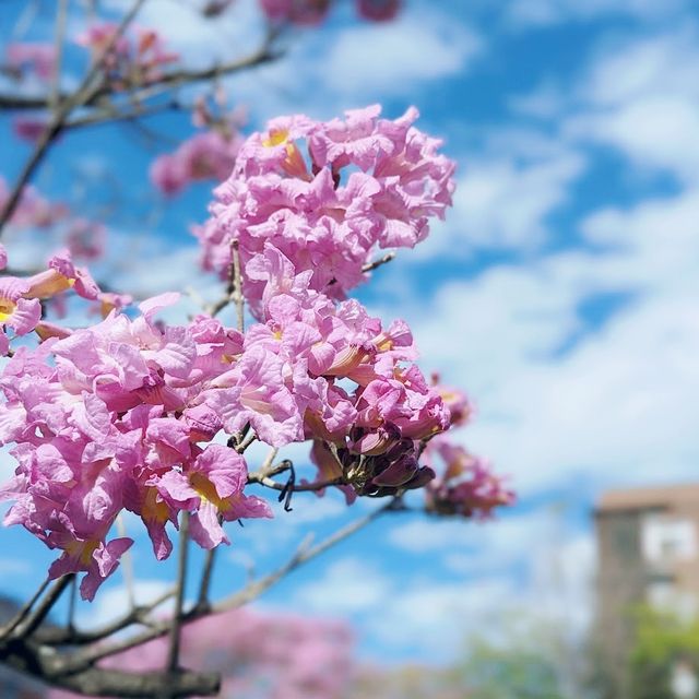 亞洲大學附屬現代美術館