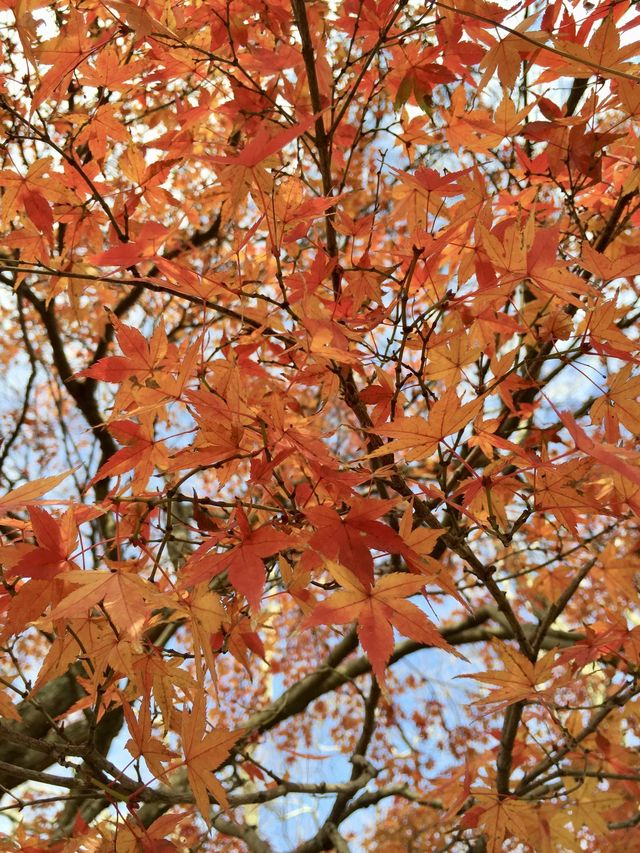 奈良公園賞楓🍁看鹿🦌