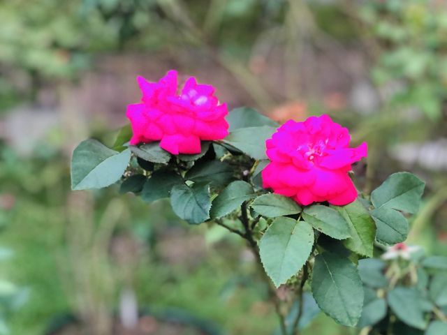 台北｜🌹💐 Taipei Rose Garden 臺北玫瑰園🪴🎋散步賞花花草草