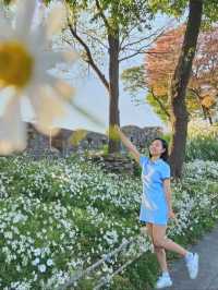 🌼요즘 가을 꽃사진 찍는 방법🌼