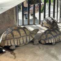 Khao Kheow open Zoo 