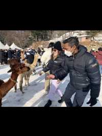 Day trip from Seoul to meet the Alpacas 🦙🦙