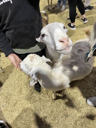 Australia Travel ~ Melbourne Show😍 Remember to participate every year There are too many things to do