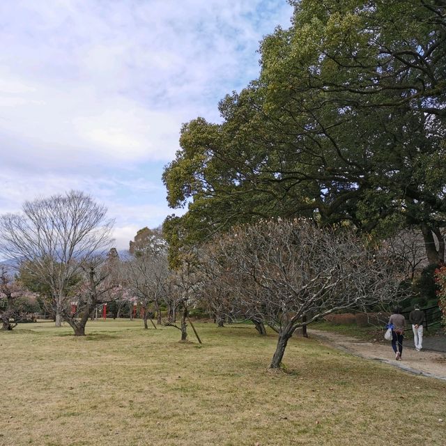 Beautiful park with around 3k sakura trees