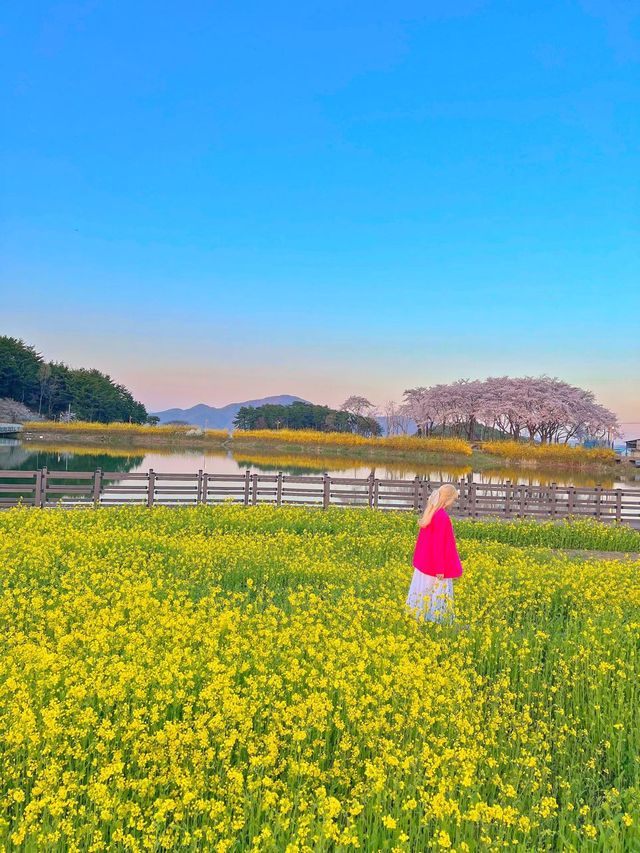 남해 벚꽃명소 4