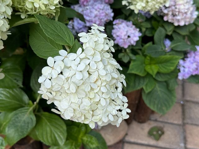 香港賞花 | 不只得荷花的城門谷公園