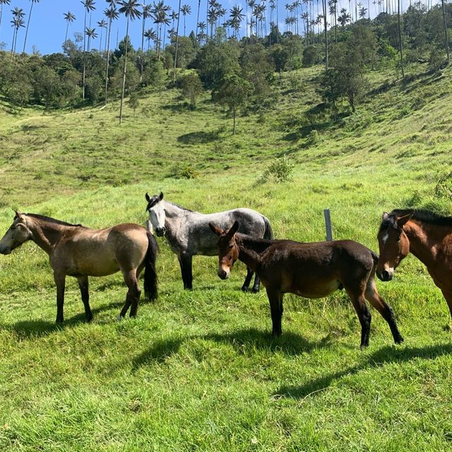 Horse-riding experience in Colombia