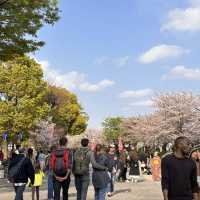 淺草、隅田公園🌸、晴空塔散策