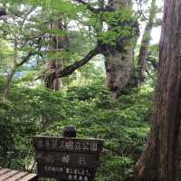 屋久島に行って雄大な自然を感じよう！