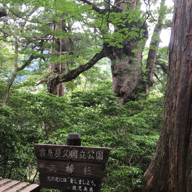 屋久島に行って雄大な自然を感じよう！