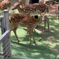 深圳野生動物園