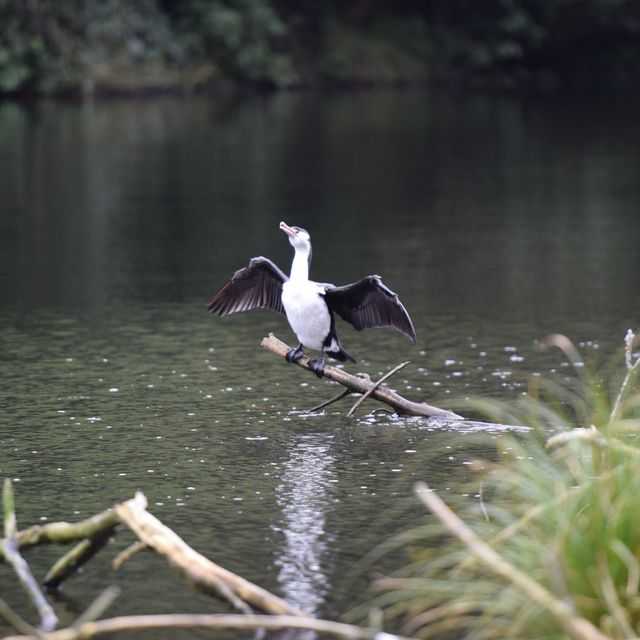 自然保護区ZEALANDIA