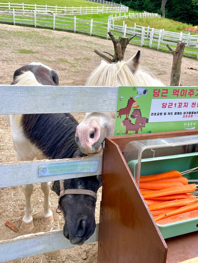 자연에서 뛰노는 양들을 가까이서 만날 수 있는 대관령 하늘목장🐑
