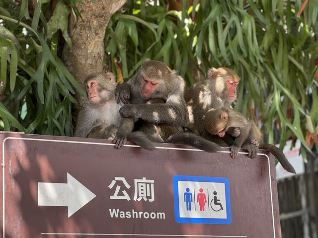 🏞️ 天祥遊客中心：太魯閣美景的出發點！🐒