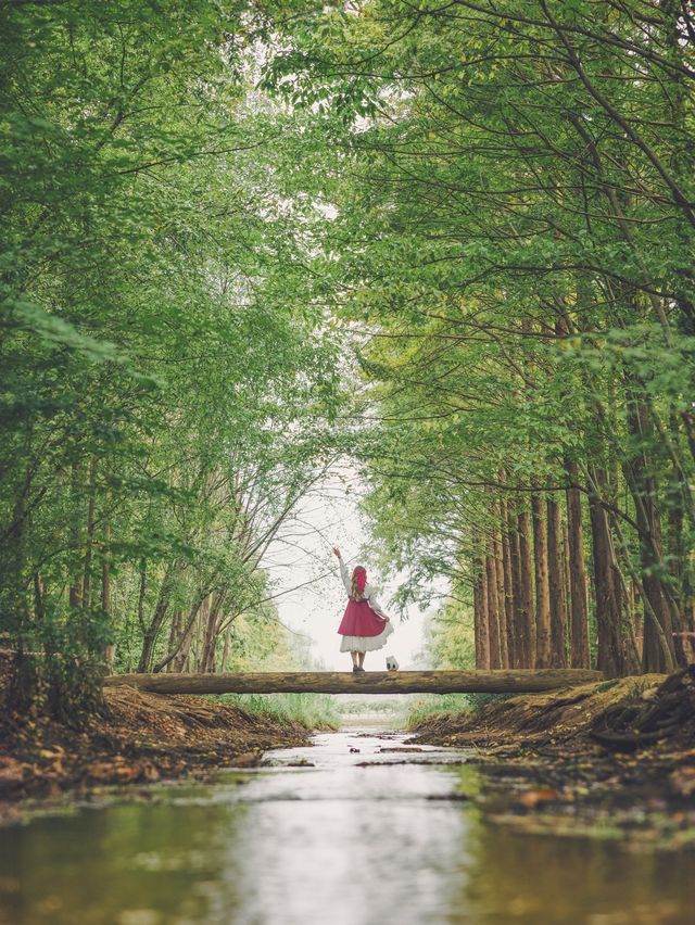 사계절 예쁜 메타세콰이어 포토존 경북산림환경연구원️🍁