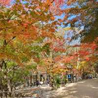 新楓葉團推薦💜剛泉山群立公園