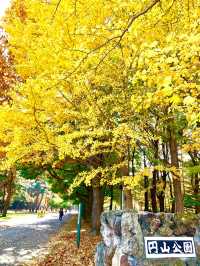北海道　北海道観光　錦秋の札幌　札幌円山公園の紅葉が見頃！