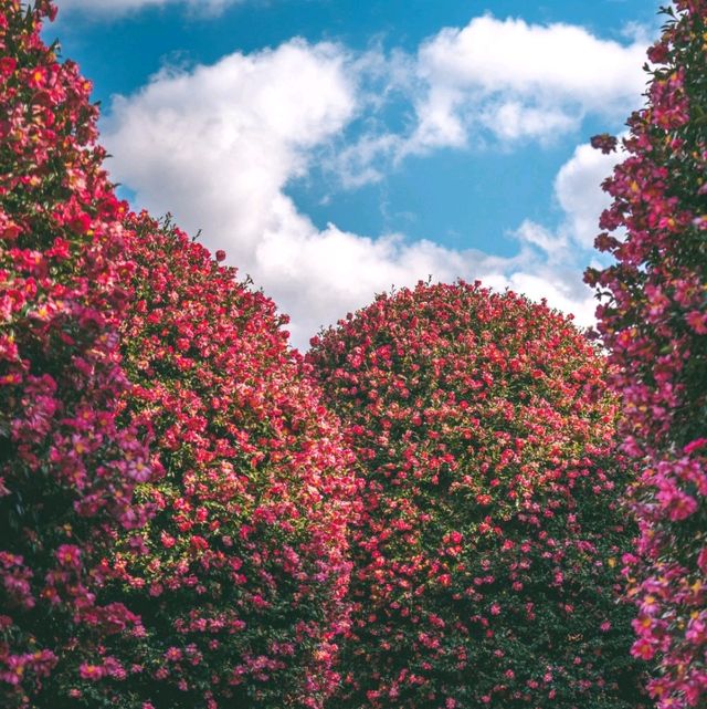 🌺동백 성지 위미리 동백수목원🌺