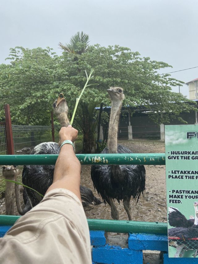 P.D. Ostrich Show Farm