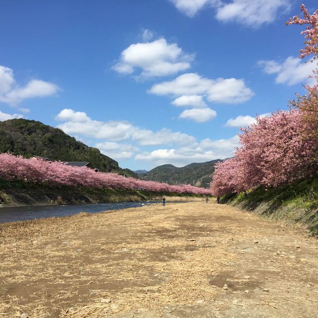 【静岡】2月に楽しむ伊豆河津桜と２つの祭り