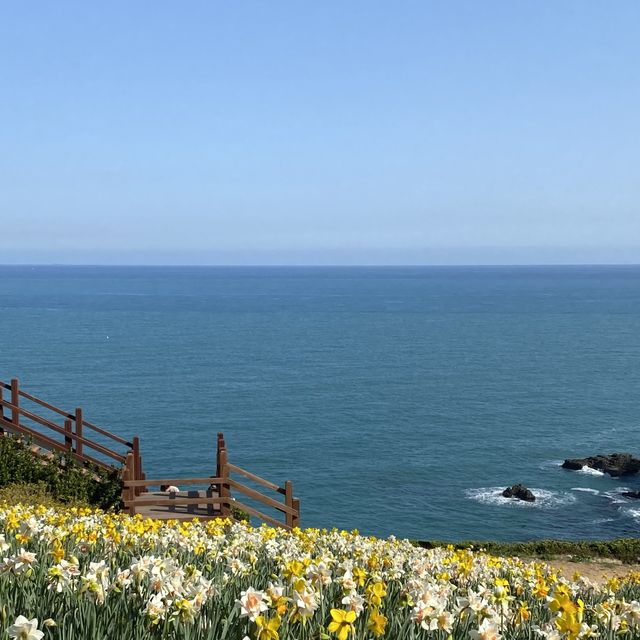 오륙도에는 벌써 봄이왔어요〰️💛