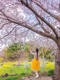🌸벚꽃 피크닉 가능한 곳🌸