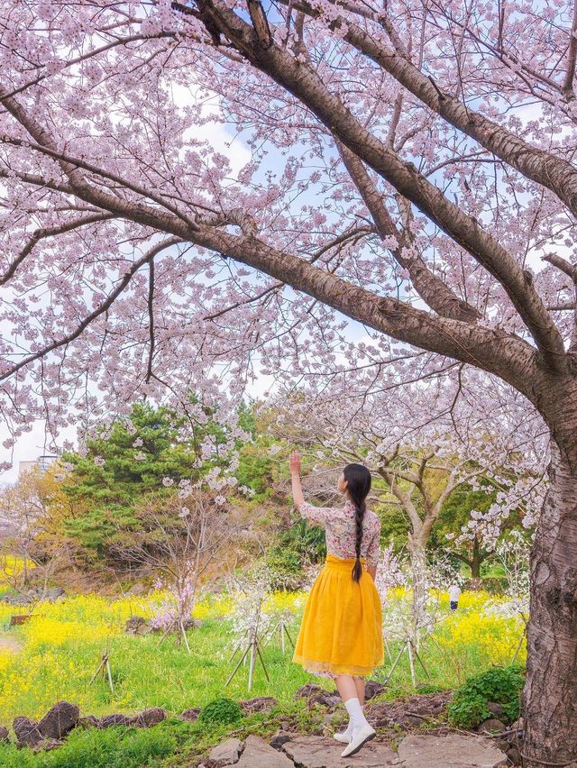 🌸벚꽃 피크닉 가능한 곳🌸