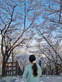 대구 벚꽃 명소:: 침산공원🌸