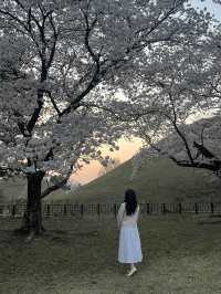 당일치기 가능한 경주 벚꽃명소 코스 🌸